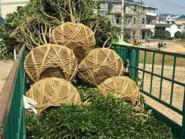 園林樹苗運(yùn)輸案例