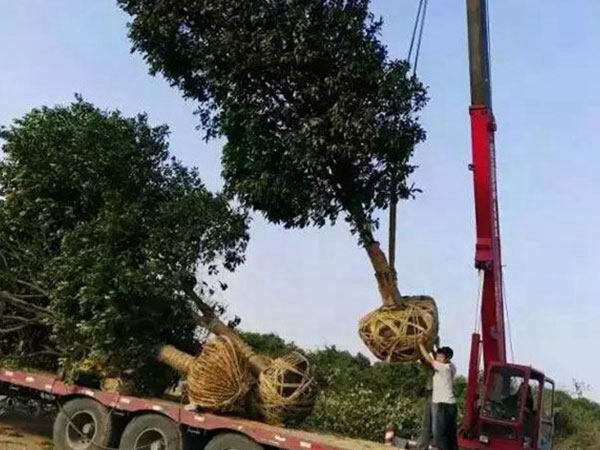 園林樹苗運(yùn)輸案例